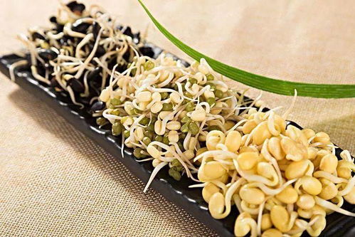 因销售3种不合格豆芽,海口这几家菜摊被罚